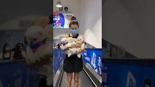 Tik tok chos poç mini 😍 Funny and cute Pomeranian 627 pomeranian pets shorts [upl. by Aehsrop]