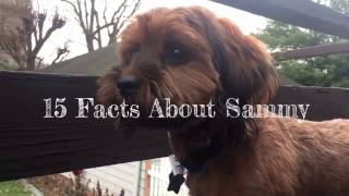 15 Facts About Sammy the Schweenie [upl. by Forland818]