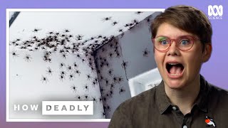 Should We Fear Huntsman Spiders [upl. by Able]