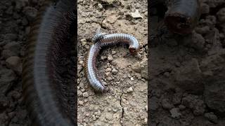 Ants eat millipedes shorts millipede animal youtubeshort [upl. by Ettolrahs]