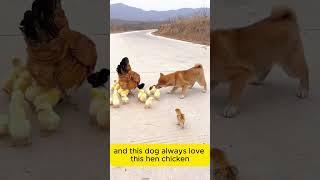 A Dog Raised by Hen Mother Chicken dog dogs doglover animals pets shorts short shortsvideo [upl. by Cown495]