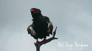 Berghaan  Bateleur [upl. by Janella105]