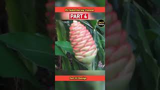 The Weirdest Plants on EarthGinger FlowerAmorphophallus TitanumThe Monkey Orchid facts shorts [upl. by Sully]