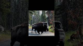 Yellowstone National Park Bison yellowstonenationalpark bison [upl. by Oinotna136]