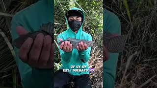 SACANDO LAS TILAPIAS DE LA TRAMpA 😱🐟 pesca tilapias [upl. by Eahsal]