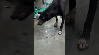 Mellow ki taraf se STREET DOG 🐕 KO KHILAI TREAT youtubeshorts shorts youtube love care feed [upl. by Sekoorb750]