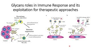 Cancer Glycans role in Immunosuppression and Therapeutic Approaches Code 467 [upl. by Vala]