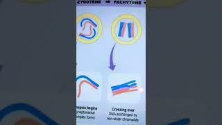 Stages of prophase1 in meiosis [upl. by Brechtel]