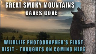 Pro Wildlife Photographers First Visit to Cades Cove in Great Smoky National Park for Bears [upl. by Noyad925]