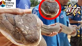 TOP 7 PINAKA MALAKING KING COBRA NA NAHULI NG MGA TAO  Cobra Facts Amazing Moment [upl. by Tuorah]