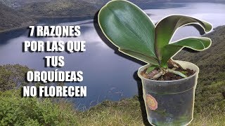 7 Razones por las que tus Orquídeas NO FLORECEN  Orquiplanet [upl. by Eiuol]