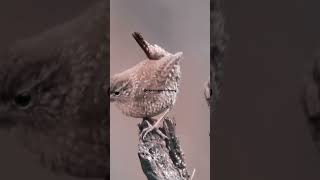 Winter wren singing in full song singingbirds shortsviral birdsounds [upl. by Luing]