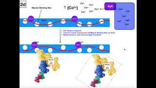 ExcitationContraction Coupling in Skeletal Muscle Part 22 [upl. by Bonacci46]