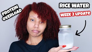 I CHANGED MY RICE WATER ROUTINE PROTEIN OVERLOAD  WEEK 2 UPDATE [upl. by Petta]