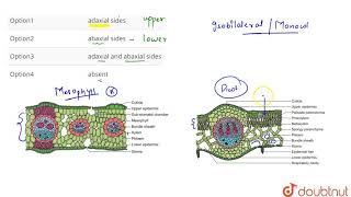 In a dorsiventral leaf stomata present on [upl. by Aicirtak]