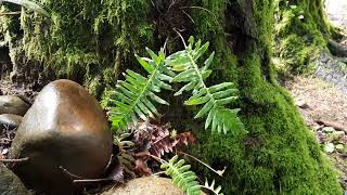 Polypodium glycyrrhiza Licorice Fern [upl. by Nixie]