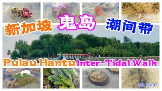 新加坡鬼岛潮间带探险赶海 Pulau Hantu Intertidal Walk  Singapore [upl. by Roshan]