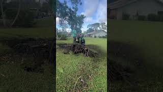 When a pine tree gets blown over lawncare barn nature lawn minibarn plant landscape tree ￼￼ [upl. by Dnaletak]