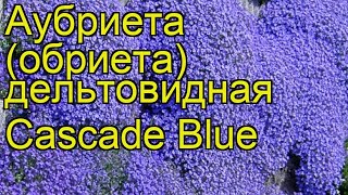 Аубриета дельтовидная Каскад блю Краткий обзор описание aubrieta deltoidea Cascade Blue [upl. by Ettevram350]