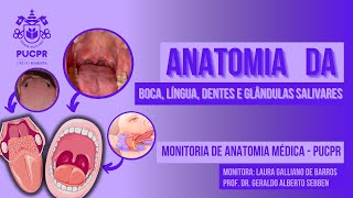 Boca Língua Dentes e Glândulas Salivares  Monitoria de Anatomia Médica II PUCPR [upl. by Sanjiv]