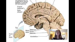 Lecture11 Central Nervous System [upl. by Yznyl]