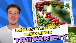 Robusta Coffee Seedlings – TR11 Variety Disease Resistance [upl. by Akit536]