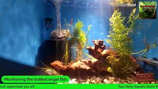 Keeping and eye on the bullied angel fish [upl. by Konyn]