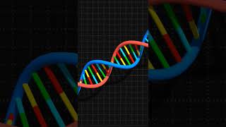 DNA double helix structure [upl. by Lorenza797]