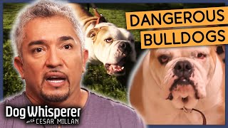 Cesars Secrets for Taming Hostile Dogs  Season 8 Episode 1  Dog Whisperer With Cesar Millan [upl. by Gausman]