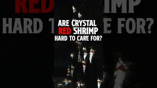 Are Crystal Red Shrimp Hard to Care For Crystal Red Shrimp [upl. by Eissej]