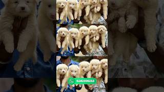 Pomeranian puppies sale  pom for sale  Spitz sale kerala  home delivery available  pom sale [upl. by Sherburn]