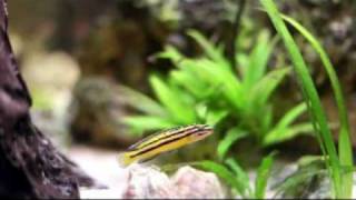 Julidochromis regani quotKipiliquot F1 [upl. by Aeynod]