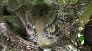 Vogelnest im Kastanienbaum bei Biewerland [upl. by Aretta]