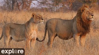 Africam Nkorho Bush Lodge powered by EXPLOREorg [upl. by Rosane323]