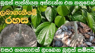 තනි ඉන්නට වසර ගනනාවක් පරිභෝජනය සඳහා සාර්ථක බුලත් රෝපණය bulath ropanaya [upl. by Relyhcs]