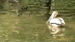 Pelican Swallows Ducklings quotOM NOM OMquot Mother Watches [upl. by Suivatram]