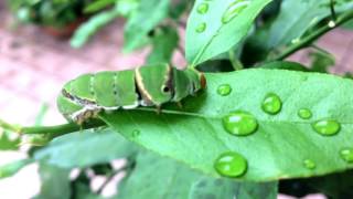 Caterpillar Drinking And Eating Leaves [upl. by Ahsaenat]