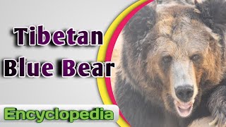 Tibetan Blue Bear  Audio  Video Encyclopedia [upl. by Gnas]