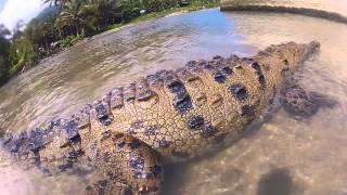 GoPro American Crocodile attacks camera [upl. by Thordia541]