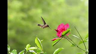 slow motion of hummingbirds [upl. by Adhamh]