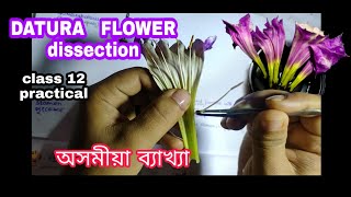 DATURA flower dissection  class12 practical [upl. by Wager]