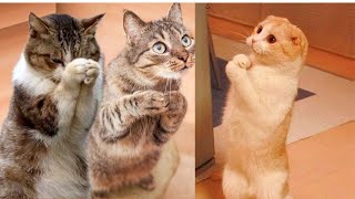 04 Funny and Cute animals video  Try not to laugh impossible [upl. by Endres989]