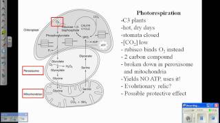 Photosynthesis IV Photorespiration amp C4 Plantswmv [upl. by Orv727]