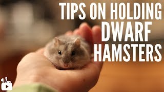 Tips on holding dwarf hamsters [upl. by Siroved]