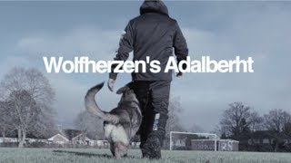 Wolfherzens Adalberht GSD 2 years IPO Schutzhund dog training [upl. by Okorih]