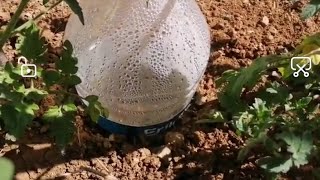 PET ŞİŞEDEN TOPRAKALTI SULAMA SİSTEMİ HAVADAKİ NEMİ SUYA ÇEVİRME  underground irrigation system [upl. by Maibach]