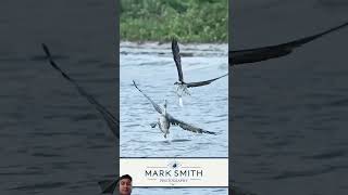 birds ospreys ospreycam ospreyeurope wildlifephotography [upl. by Ahseinek822]