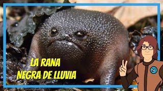 La Rana Negra de LLuvia Africana Breviceps Fuscus 🐸 [upl. by Camilla]