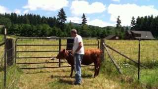 Teaching our Calf to Lead  Part 2 of 6 real time [upl. by Neelhtak]