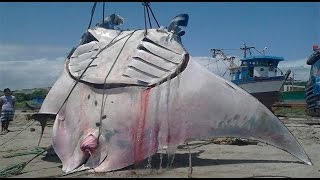 MANTARRAYA GIGANTESCA EN TUMBES [upl. by Einberger488]